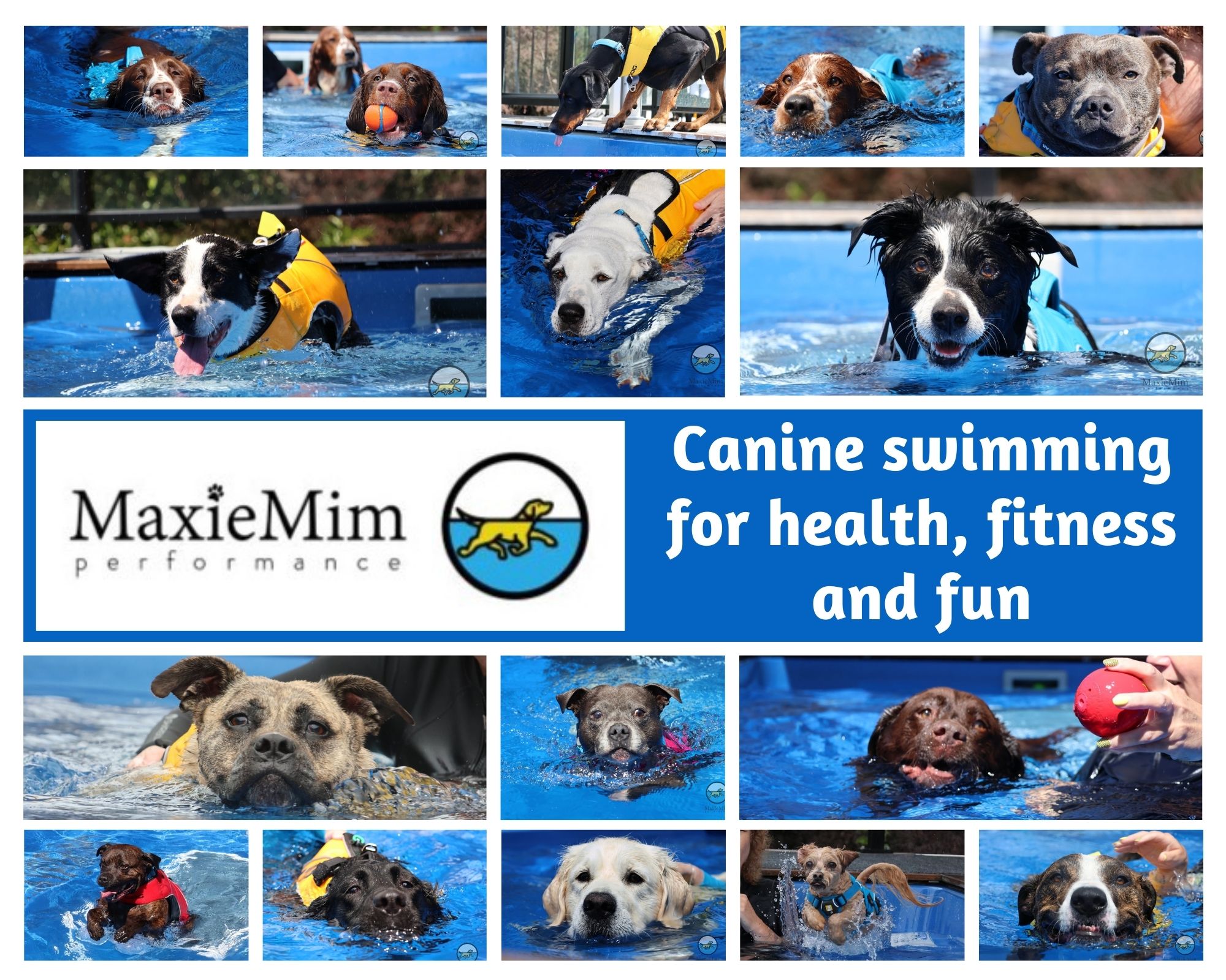 MaxieMim Dogs Swimming